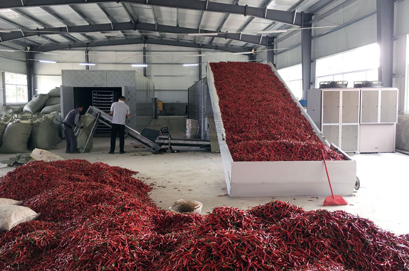 辣椒烘干机用户加工辣椒案例图片