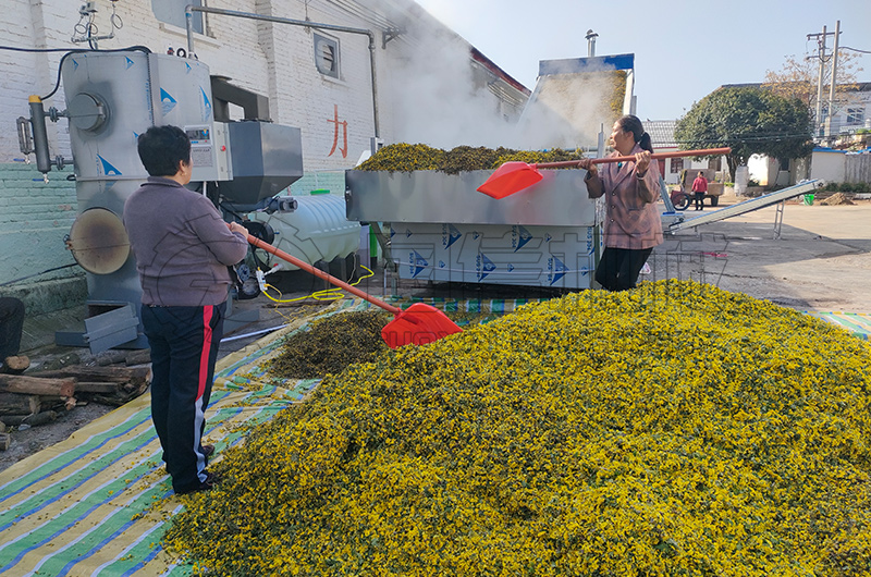 菊花烘干现场