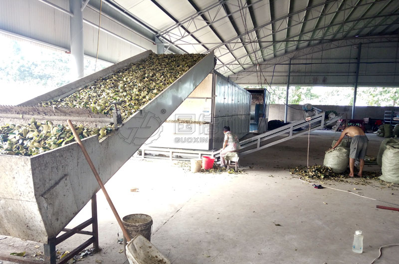 焦作孟州客户使用网带式中药材烘干机烘干冬瓜皮