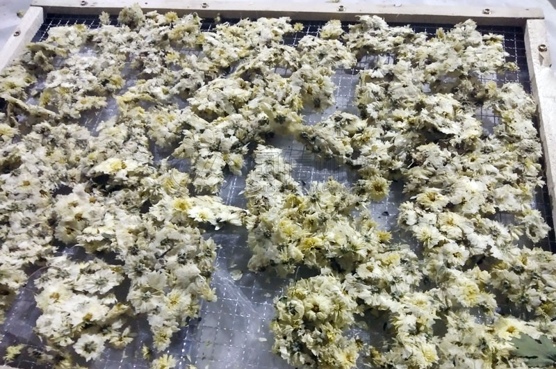 菊花杀青以保持颜色鲜艳
