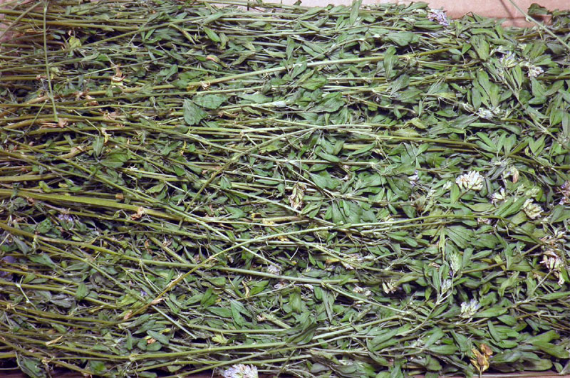 干燥后的苜蓿草不掉叶