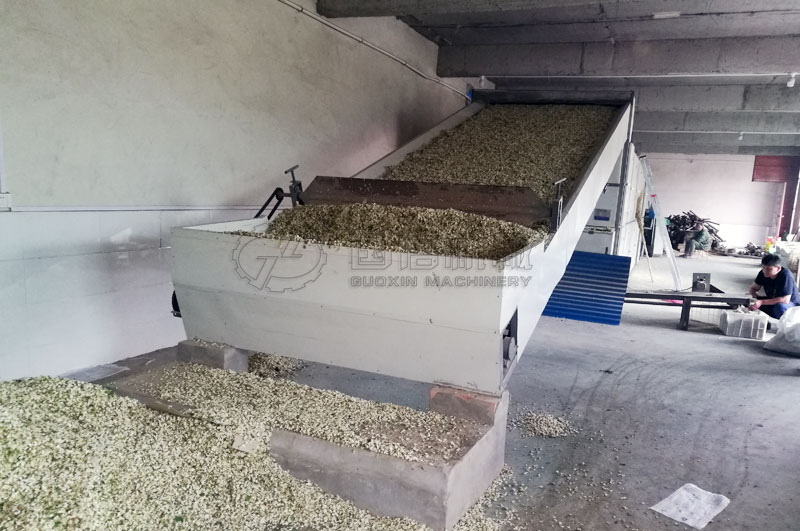 网带式烘干机烘干槐花